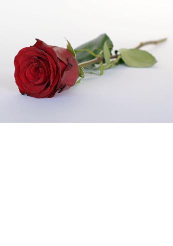 Verso Card Recovery Flower Green Rose template