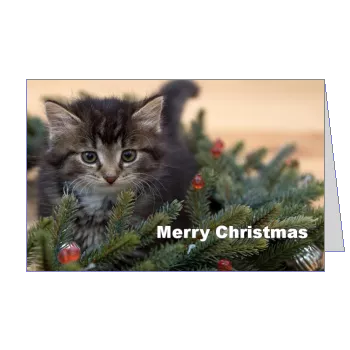 Happy Card Wishes Christmas Cat template