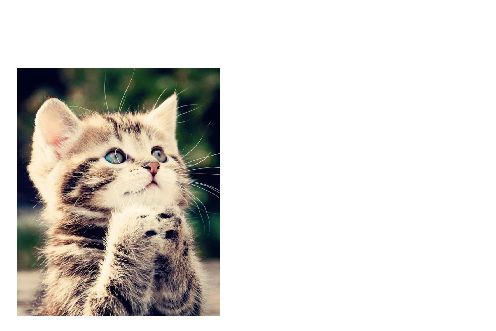 Funny Announcement Invitation Confirmation Cat free template