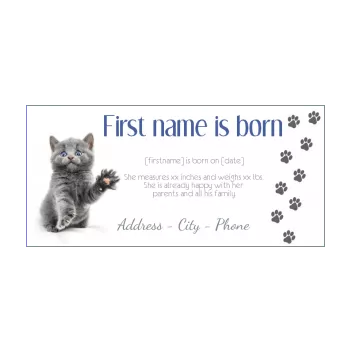 funny announcement birth cat baby grey white 