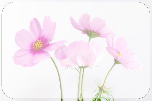 Announcement Engagement Flower free template