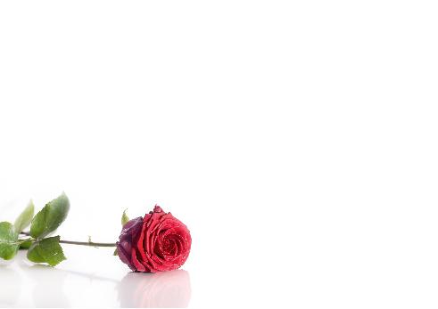 Verso Announcement Pacs Flower with photo template